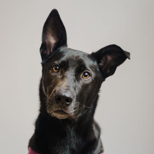 Chaiyya the Dog