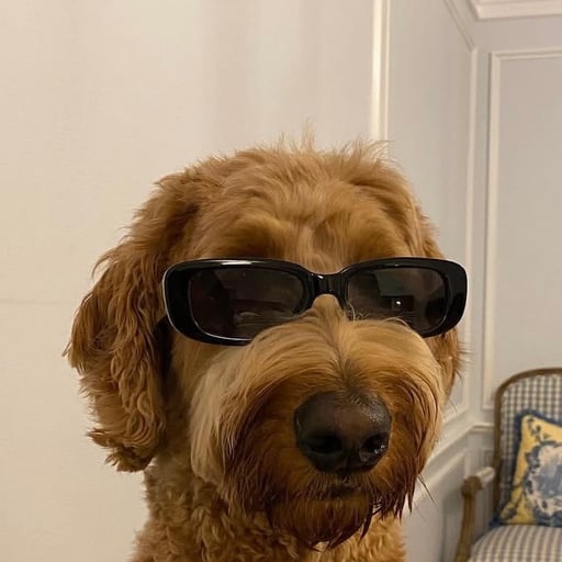 Hodu the Dog