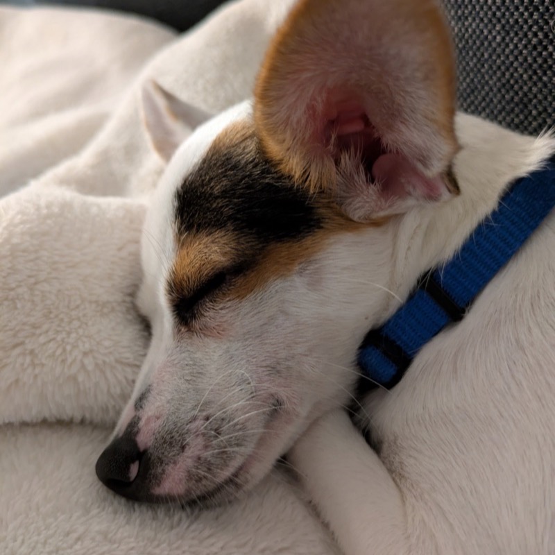 Mishri the Dog