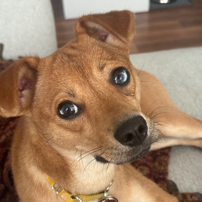 Pepper the Dog